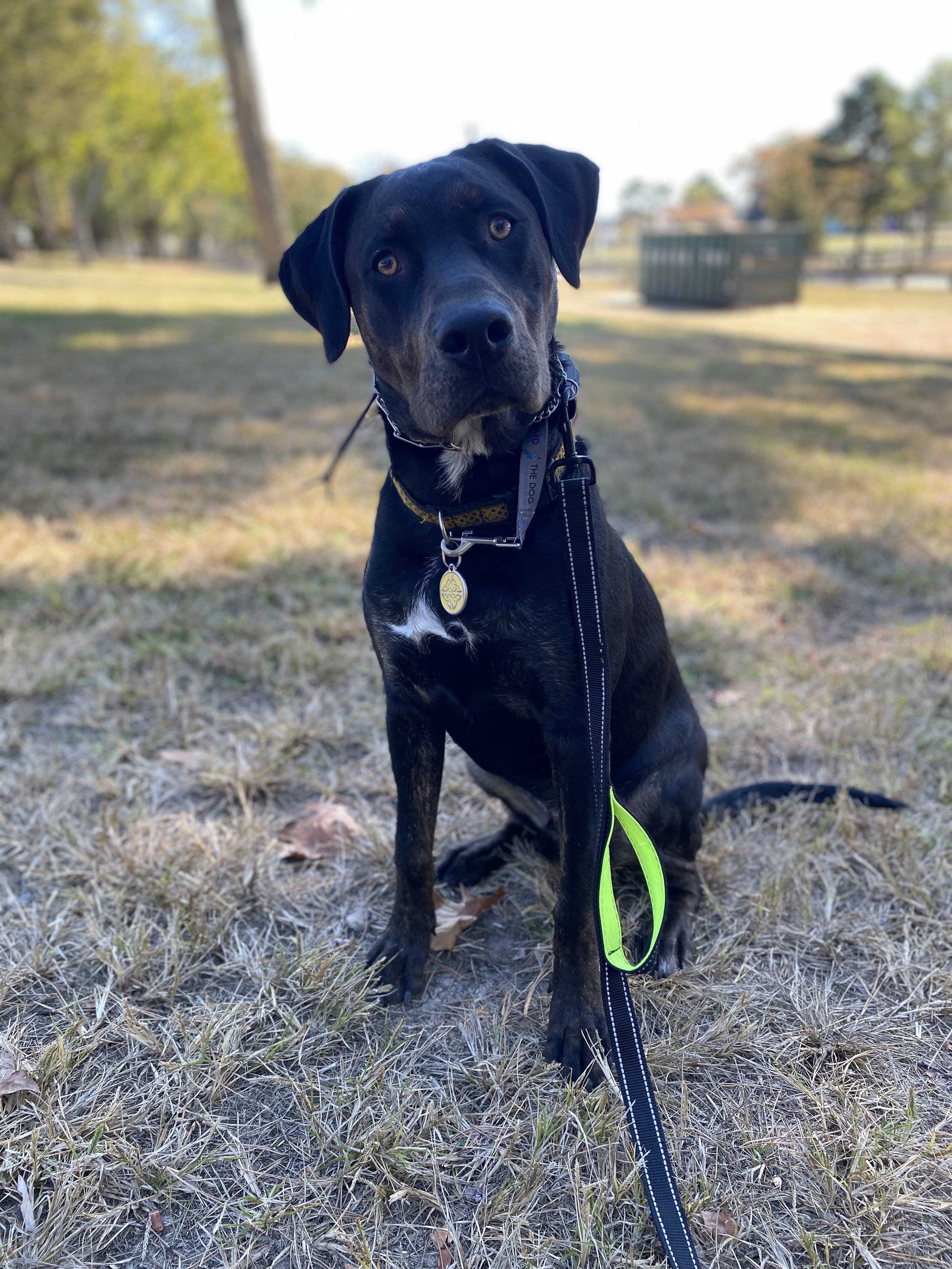 Black dog outdoors, with face clearly visible