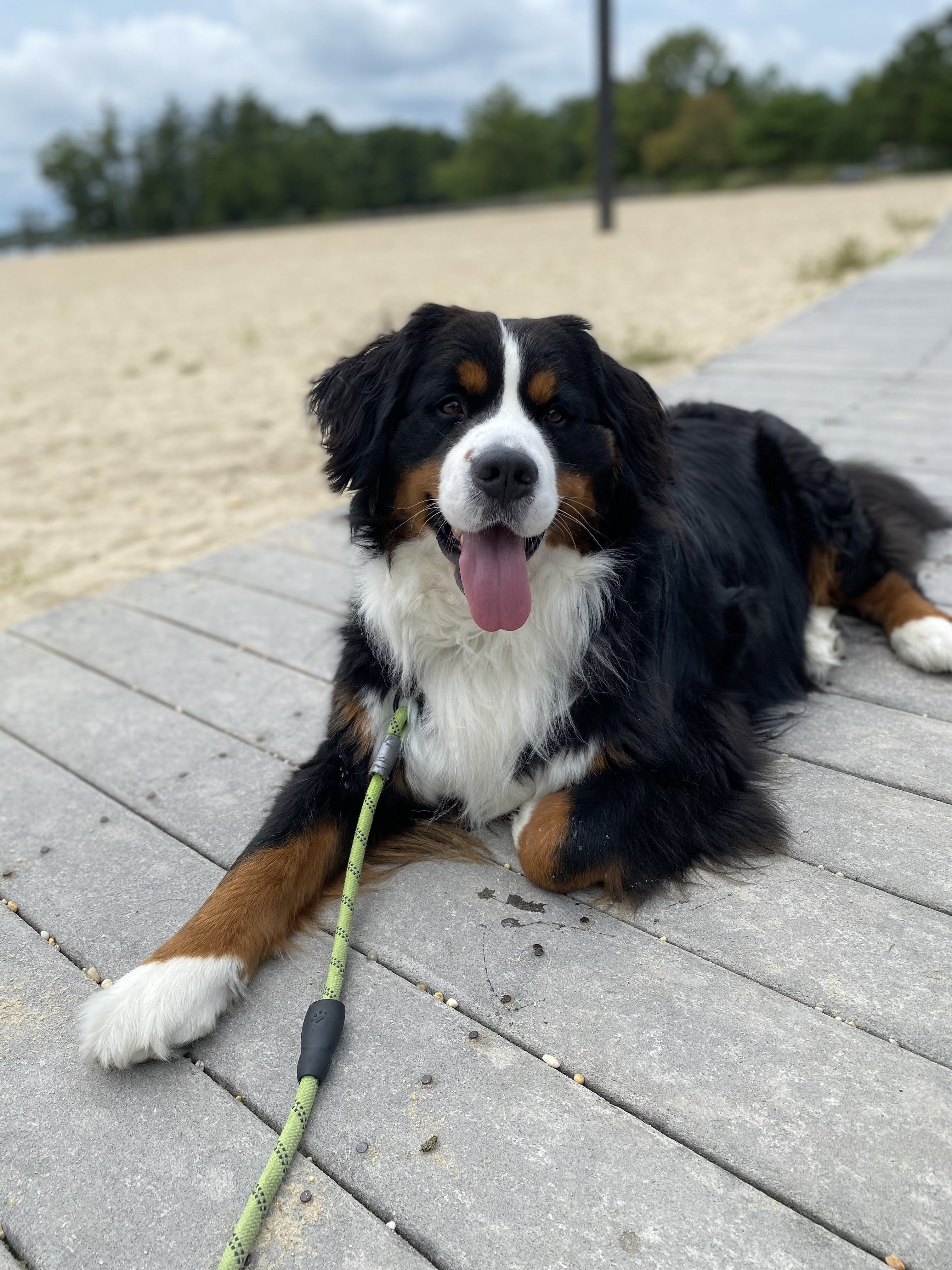 Dogs out exploring on a walk